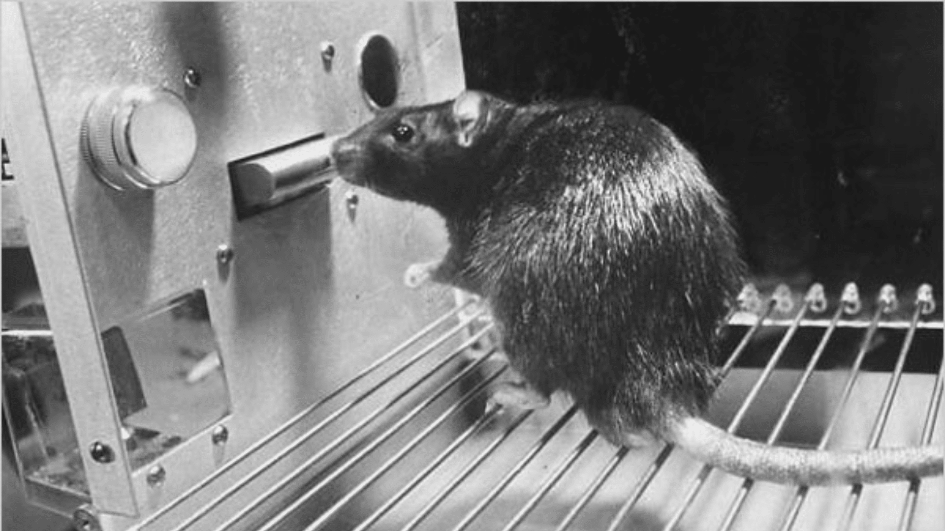 skinners box operant conditioning